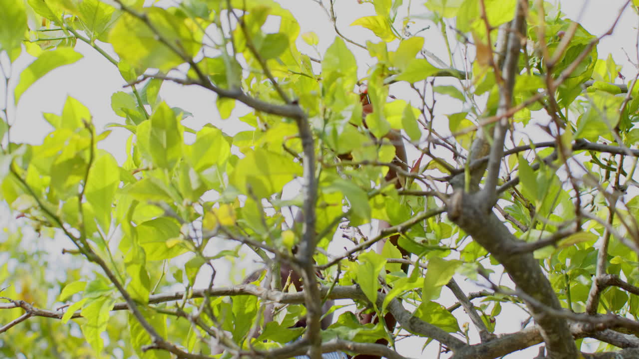 African American, Man climbing tree, surrounded by lush green leaves, enjoying outdoor adventure, co