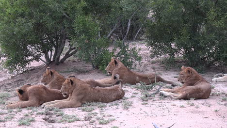 Young-lion-cubs-sit-on-sandy-grassland-below-shade-of-shrubbery