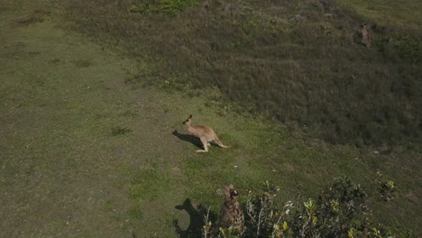 Östliches-Graues-Riesenkänguru-Auf-Grünen-Wiesen-Von-Look-At-Me-Now-Headland,-Moonee-Beach-Reserve-In-Australien