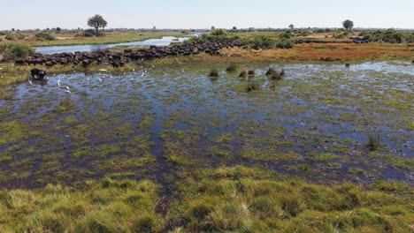 Low-flying-aerial-shot-moving-towards-a-herd-of-African-Buffalo-in-an-African-wetland