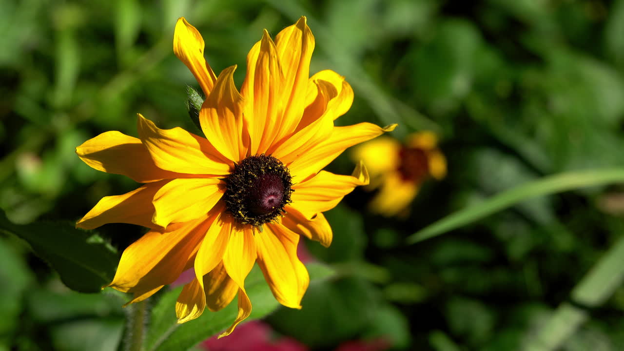Black-eyed susan blooms in a meadow