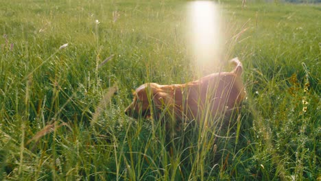 en un día soleado muy lindo pequeño perro inglés cocker spaniel caminando por la hierba en el medio de un gran campo