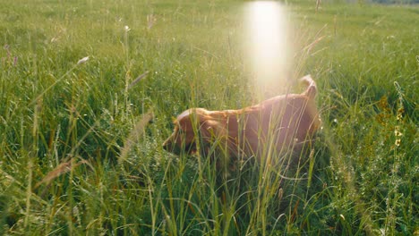 in a sunny day very cute small dog english cocker spaniel walking through the grass in the middle of large field