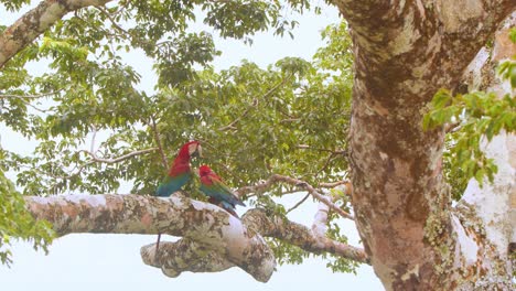 two green winged macaws move around on a perch, showcasing their bond above the lush peruvian jungle.