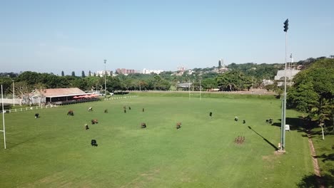 cows grazing eating grass on a soccer rugby field near people and cars