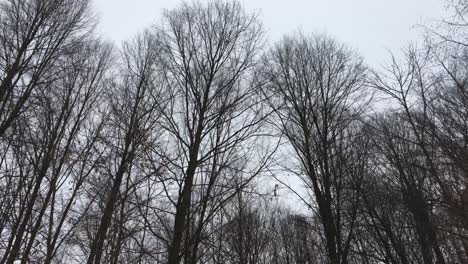 Walking-on-a-forest-road-with-trees-on-focus,-winter-season