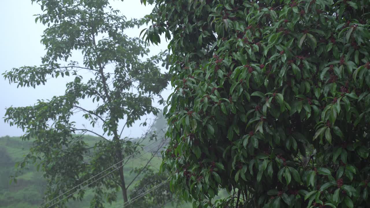 Rain of Meghalay in Forest or hilly areas