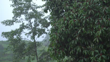 rain of meghalay in forest or hilly areas
