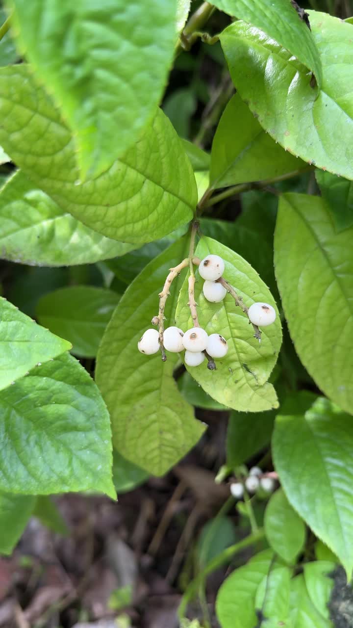 Primo piano di bacche bianche su una pianta verde e frondosa
