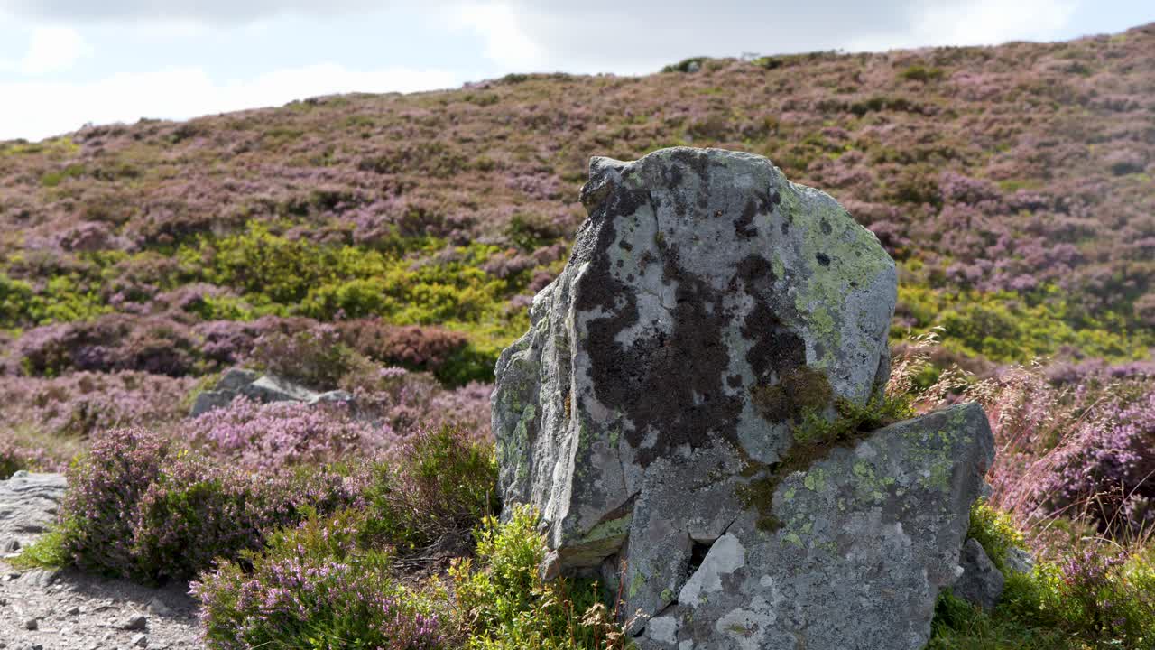 Static shot of lichen-covered rocks surrounded by purple heather under natural daylight on moorland