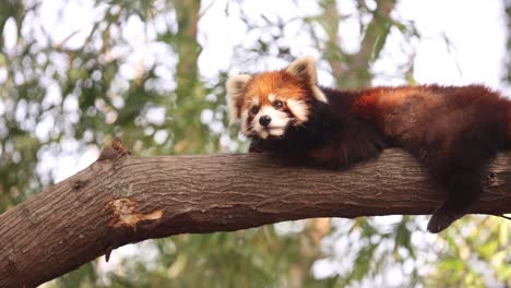 a red panda rests comfortably on a tree branch in chengdu, china