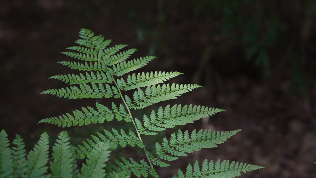 Una singola foglia di felce cattura la luce del sole in una foresta poco illuminata. La scena cattura il contrasto tra luce e ombra, perfetta per documentari sulla natura o contenuti di relax.