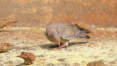 paloma de alas blancas comiendo maíz molido en el suelo del jardín