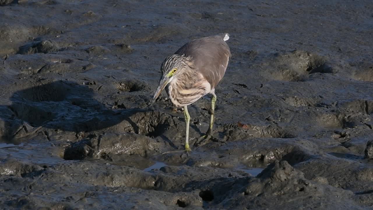 계절에 따라 다른 깃털을 표시하는 태국에서 발견되는 연못 왜가리 중 하나