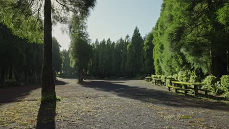 Picnic-area-in-Forest-Park,-Mata-do-Canário,-São-Miguel-Azores