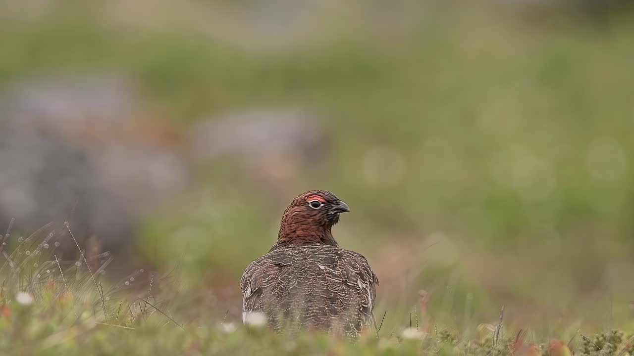 willow ptarmigan en la tundra noruega.