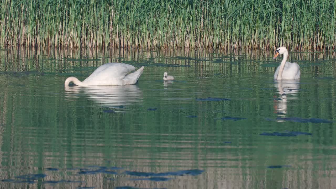 dos cisnes con su descendencia nadan en el lago obteniendo comida del fondo