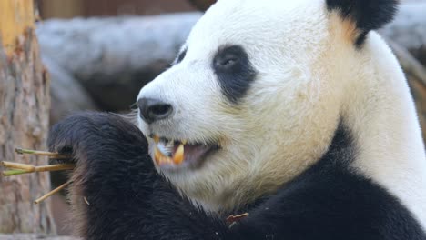 Der-Große-Panda-(Ailuropoda-Melanoleuca),-Auch-Pandabär-Oder-Einfach-Panda-Genannt,-Ist-Ein-Im-Süden-Zentralchinas-Beheimateter-Bär.