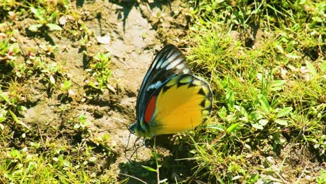 Toma-Cercana-De-Una-Mariposa-Jezabel-Con-Manchas-Rojas-Descansando-Sobre-Un-Trozo-De-Hierba