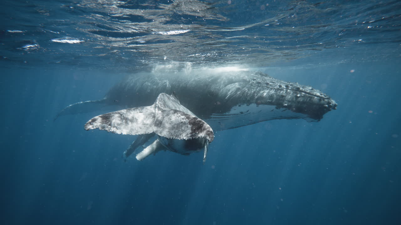 4K Underwater Footage Of A Humpback Whale Calf Showing Off It's Powerful Fluke As It Swims And Tucks Under Mom's Underbelly