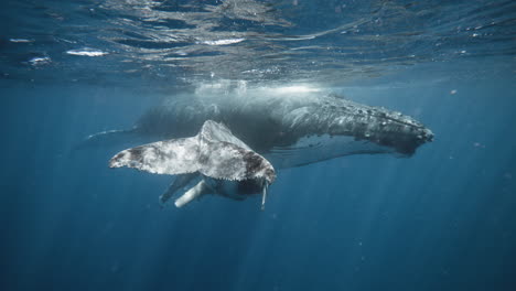 imágenes submarinas de 4k de una ballena jorobada mostrando su poderoso golpe de suerte mientras nada y se esconde bajo el vientre de la madre