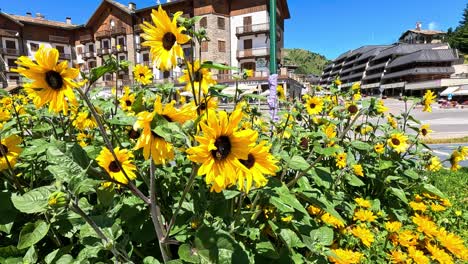 sunflowers blooming in a picturesque italian town