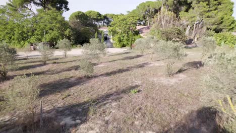 Olive-trees-in-rows-along-a-vineyard-orchard-in-southern-France,-Aerial-flyover-shot