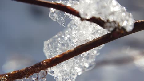 winter forest. abstract background. snow and sun.