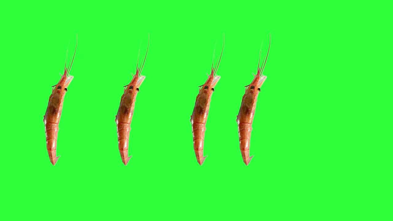 바다 새우는 루프 회전 운동