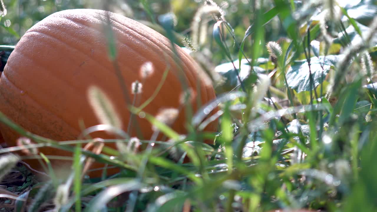 해가 뜰 때 덩굴에 시들고 있는 큰 크기의 땀 흘리는 호박 왼쪽으로 극단적인 클로즈업 돌리 동작