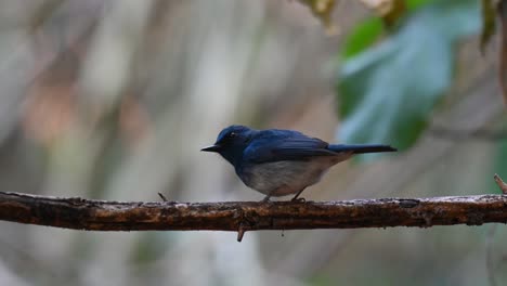 Seitenansicht-Eines-Blauen-Hainan-Fliegenschnäppers,-Cyornis-Hainanus,-Von-Seiner-Rückseite-Aus-Gesehen,-Während-Er-Nach-Links-Schaut-Und-Dann-Seinen-Schnabel-An-Der-Stange-Abwischt