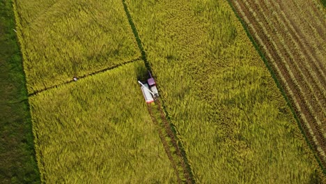 Paddy-is-being-harvested-in-the-field-with-the-help-of-advanced-technology