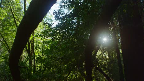 The-sun-filters-through-tall-trees-in-a-forest-2