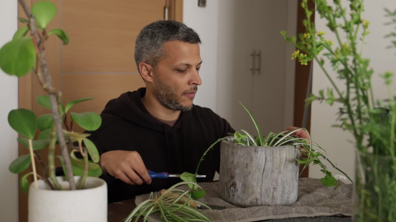 Uomo concentrato che pota piante verdi da interno a casa