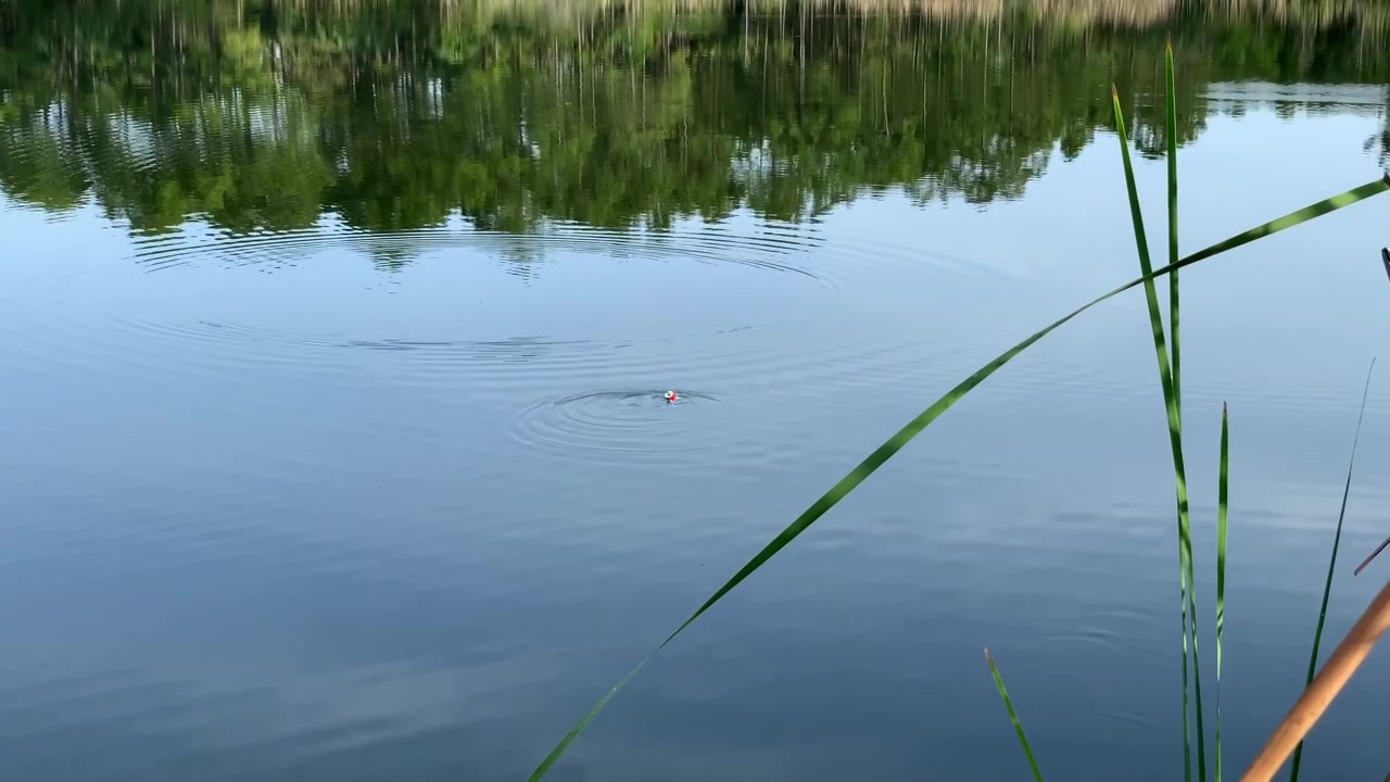 Fish biting bait and dragging red and white casting bobber float on the water.
