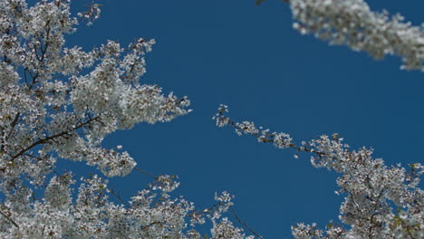 floral frame with white blossom on cherry trees and blue sky