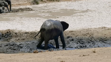 young african elephant uses trunk to throw mud on itself to protect from sun