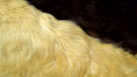 seamless loop fluffy hair skin of dog