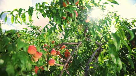 big juicy peaches on the tree. agriculture.  fabulous orchard. magical sunlight. fruits ripen in the sun.
