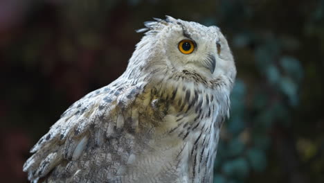 Cute-white-Eurasian-eagle-owl-turning-its-head-and-staring-into-distance