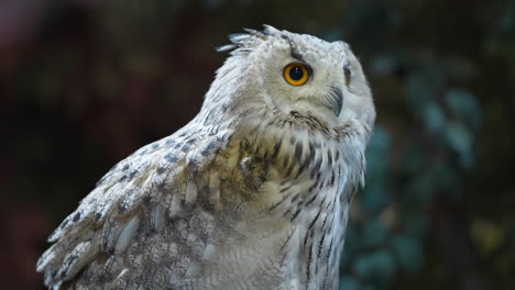 cute white eurasian eagle-owl turning its head and staring into distance