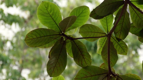 close-up of lush green leaves on a branch