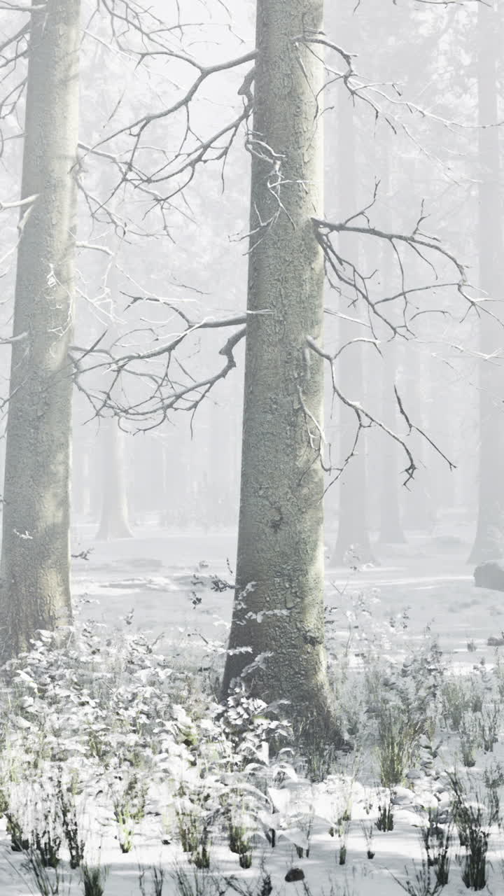 Winter wonderland envelops serene forest landscape under gentle snowfall