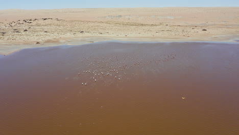 slow panning drone shot of flamingos resting in a shallow lake near luderitz, namibia