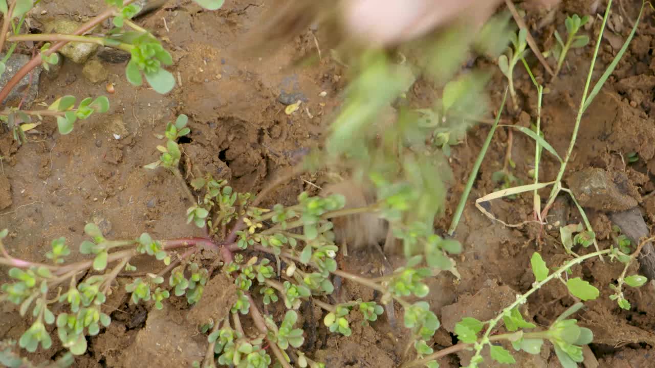 primer plano de un hombre quitando maleza obstinada de un jardín