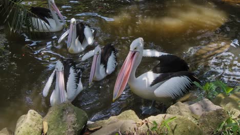 Australischer-Pelikan-Auf-Dem-Wasser-Mit-Offenem-Schnabel,-Der-Fisch-Frisst