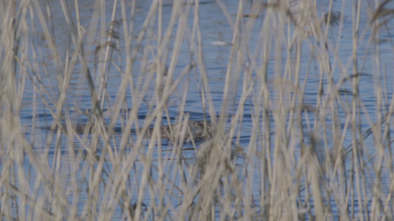 дикий бобр плавает в озере и брызгает