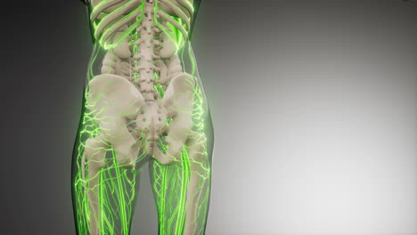 vasos sanguíneos del cuerpo humano