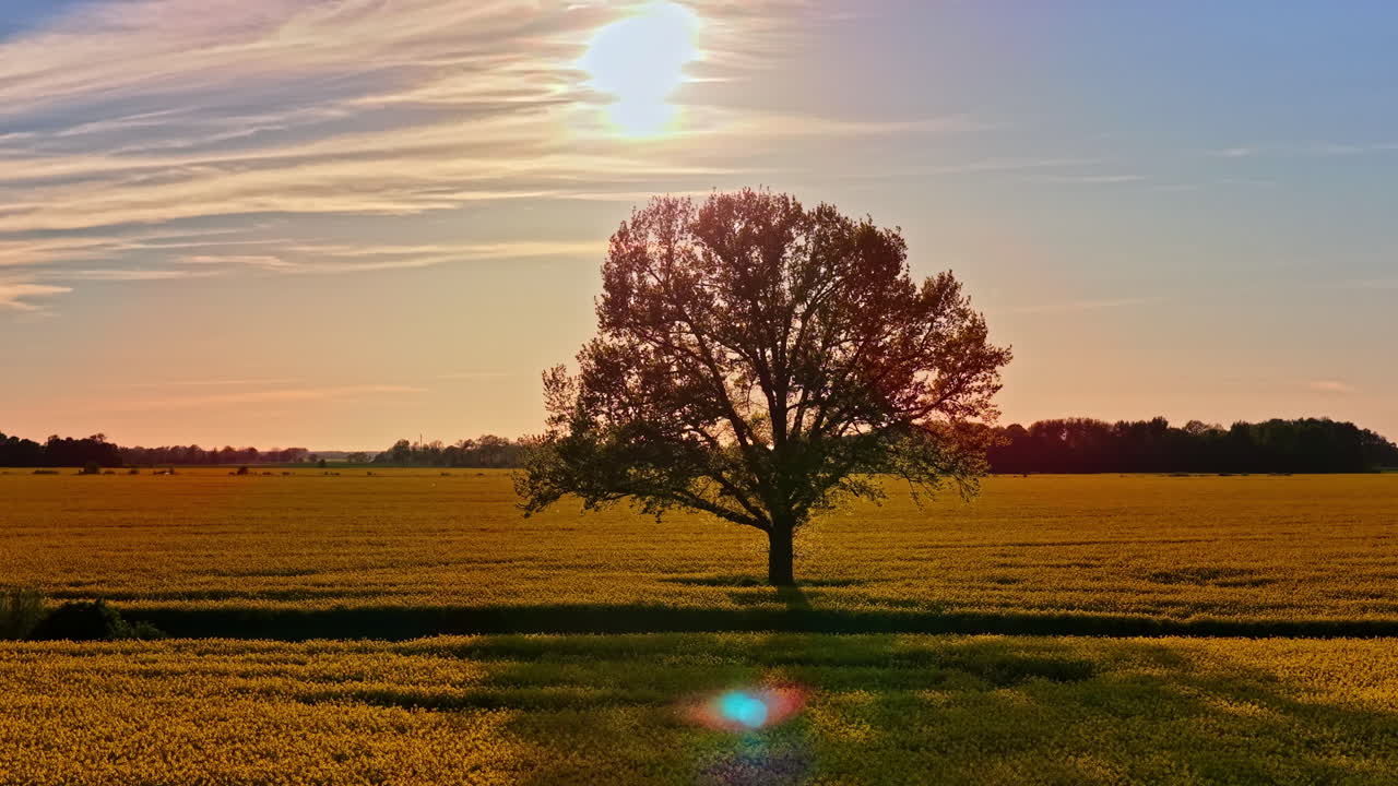 Lone tree in golden field under bright sunset sky, warm light and peaceful mood