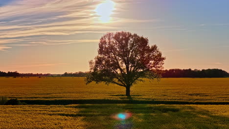 lone tree in golden field under bright sunset sky, warm light and peaceful mood